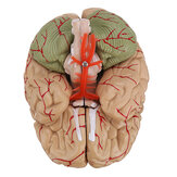 Modèle de cerveau humain grandeur nature avec artères Modèle cérébral anatomique médical pour l'enseignement des sciences, 8 parties