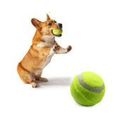 Yani TN-BG8 2,5 polegadas Cachorro bola de tênis brinquedo de animal de estimação Toy brinquedo gigante bola de tênis Cachorro Chew Toy