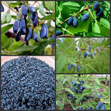 Egrow 200Pcs / Pack Lonicera Caerulea Fruit Семена Главная страница Сад Растения Honeyberry Blueberry Семена