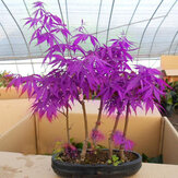 Egrow 40Pcs Purple Maple Seeds Rare Color Beautiful Purple Ghost Bonsai Plants Trees