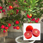 Egrow 20 Sztuk / paczka Czerwony Kolor Nasiona Cytryny Rysunku Drzewo Bonsai Organiczne Nasiona Owoców Domowych Roślin Ogrodowych