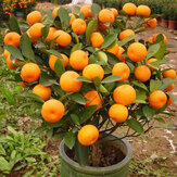30db ehető gyümölcs mandarin bonsai fa magok citrus mag bonsai mandarin narancs mag