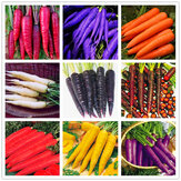Egrow 500 Pz / pacco Colorful Semi di carota Semi di ortaggi sani di colore rosso bianco porpora