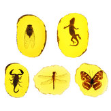Amber Fossil Insects Dragonfly Manual Polishing Insect Specimen Pendant Craft Decorations