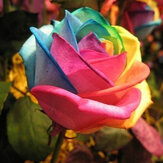 Egrows 200Pcs Arc-en-ciel Rose Graine Rare Fleur Colorée Plante en Pot Jardin Bonsaï