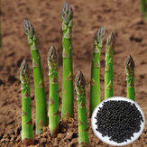 20pcs orto asparagi semi officinalis