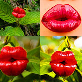 Egrow 100Pcs Red Lips Flower Семена Сексуальный Поцелуй Розовые губные растения Сад Bonsai Psychotria Elata Семена