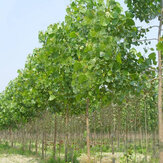Egrow 100PCS/Pack Paulownia Elongata Seeds Forest Tree Bonsai Fast Growing Tree For Garden