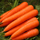 Egrow 200Pcs / Borsa Semi di carota organica da giardino Semi di piante di ortaggi freschi nutriti in vaso 