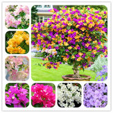 Egrow 100 Teile / paket Colorful Bougainvillea Blumensamen Spectabilis Willd Pflanzen Mehrjährige Blume Garten Bonsai Topfpflanze 