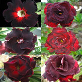 Egrow 5 Unidades / pacote Preto Marrom Desert Rose sementes Varanda Bonsai Plantas Ornamentais Flores Adenium