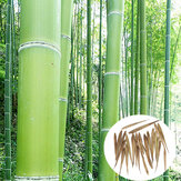 Egrow 100Stücker Garten Evergreen Arbor Moso Bambus Samen Hof Phyllostachys Pubescens Pflanzen