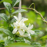 Egrow 20Pcs盆栽ジャスミンフラワーシーズガーデン屋外バルコニー花の種を登る 