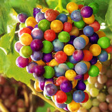 Egrow 50Uds/Paquete Semillas de Uva Fluta de Jardín Colorida de Arco Iris Plantas Semillas Dulces de Uva Kyoho​