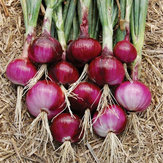 Egrow 100Pcs/Pack Onion Seeds Bonsai Onion Sweet Spanish Plants Vegetables Non-GMO Onion For Garden Bonsai Plant Easy to Grow