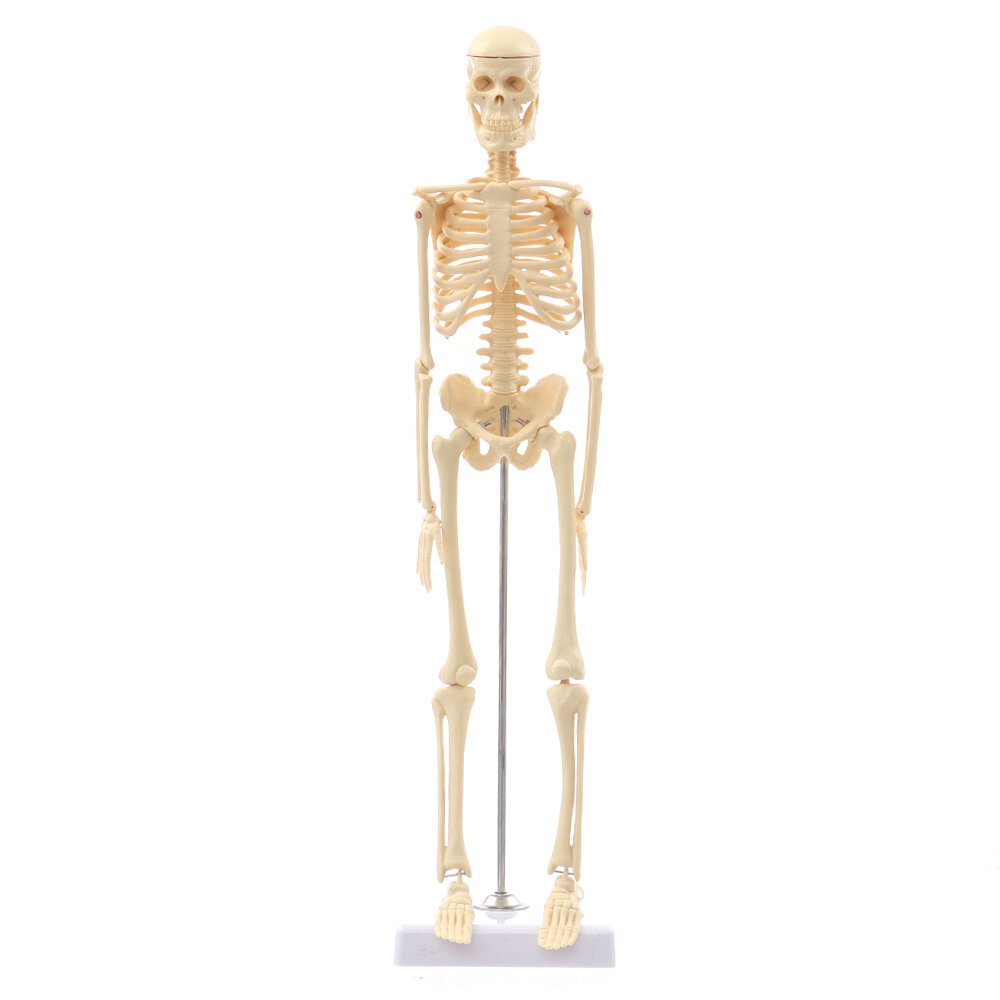 Mini afneembare menselijke skeleton botmodel verwijderbare armen benen met metalen standaard anatomi