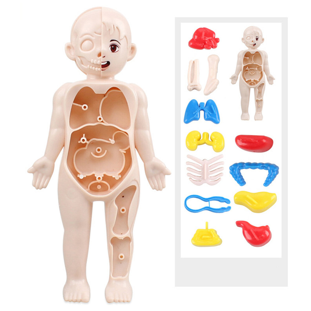 DIY Puzzle Human Body Anatomy Model Educational Learning Organ Assembled Toy Body Organ Teaching Tool for Children