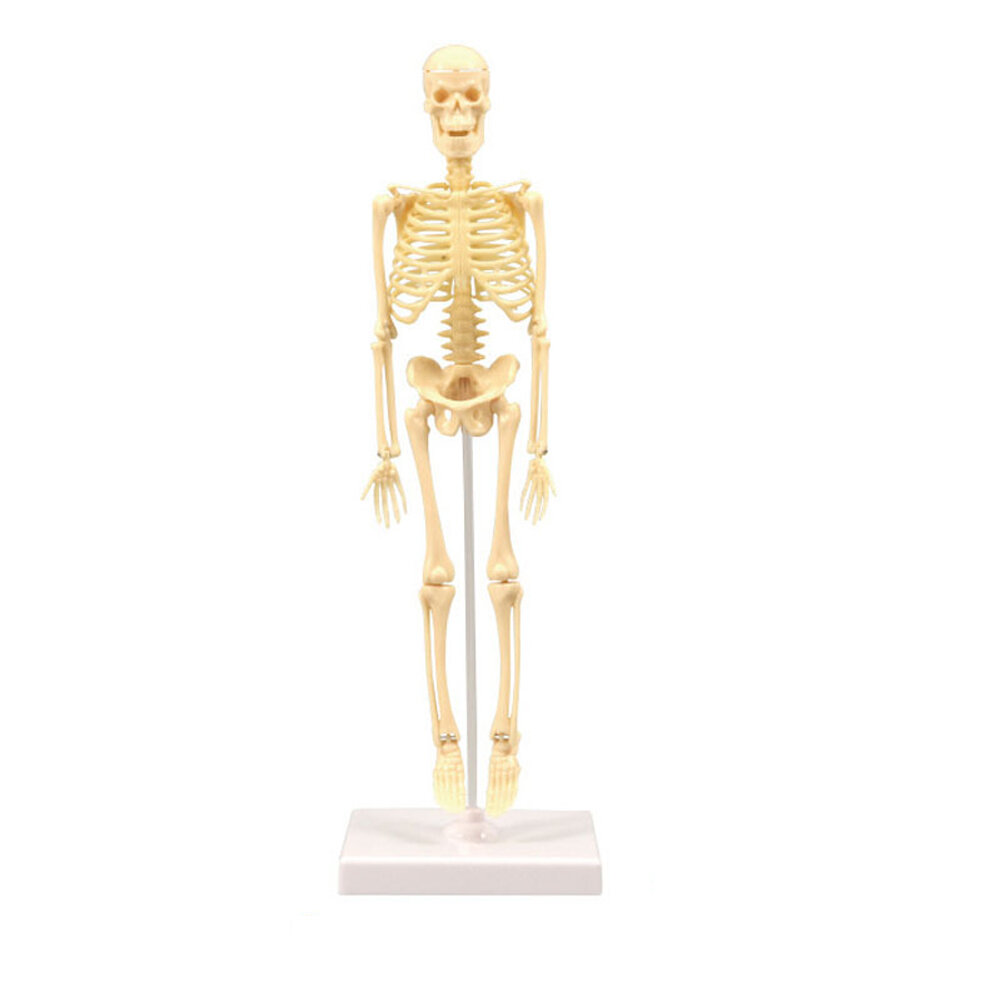 

Simulation Human Bones Science Educational Human Skeleton Model Ornaments Removable Bone Early Learning Cognitive Toys f