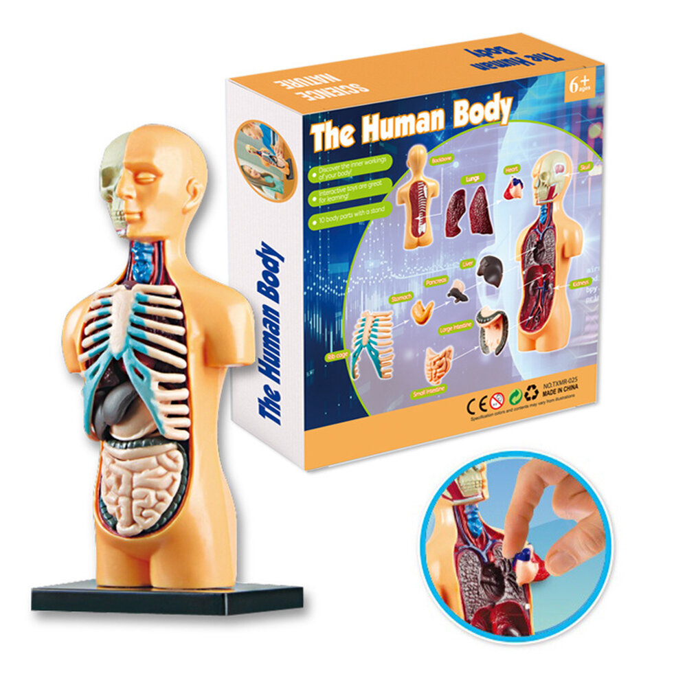 

DIY 3D Puzzle Human Body Skeleton Model Educational Learning Organ Assembled Toy Body Organ Teaching Tool for Children