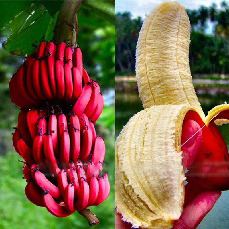 Egrow 40pcs Pack Red Banana Seeds Garden Potted Fruit Tree Bonsai Sale Banggood Com,How Big Is A Queen Size Bed Compared To A Twin