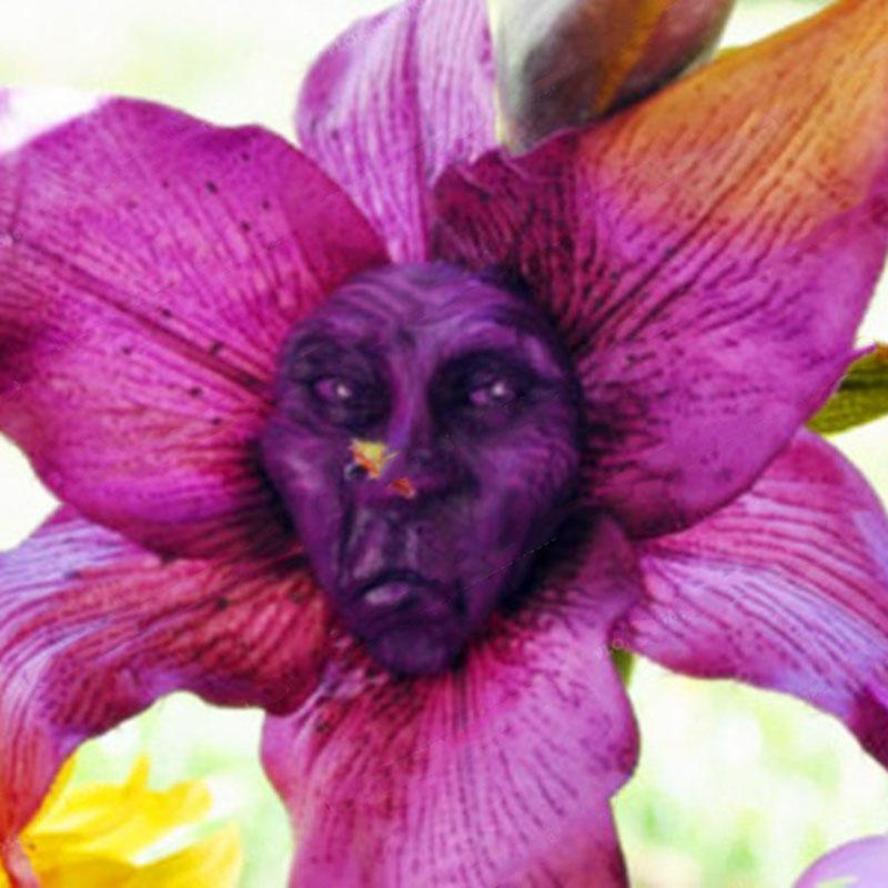 Egrow 100Pcs/Pack Monkey Face Orchid Seeds Old People Face Flower Seeds Planting