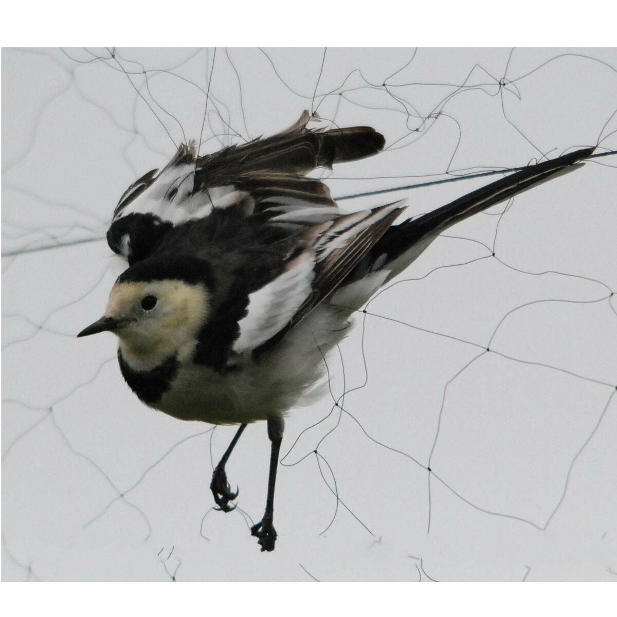 15x5m Mesh Anti Bird Mist Net 20mm Hole Orchard Protect Prevent Sparrow Damage 